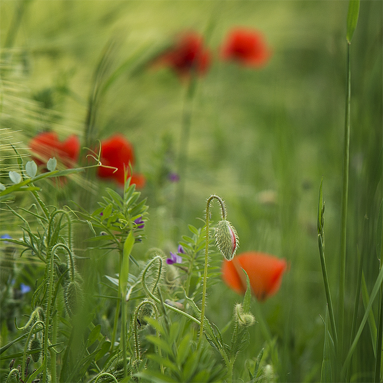 Tour Loire 05 - 201520150518_05185756 als Smartobjekt-1 Kopie.jpg - ....mit dem schönen Klatschmohn